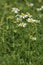 Scentless Mayweed