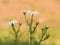 Scentless mayweed - Tripleurospermum inodorum