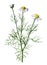 Scentless mayweed or Tripleurospermum inodorum, false mayweed, scentless mayweed, scentless chamomile, flower. Antique hand drawn