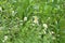 Scentless Mayweed - Tripleurospermum inodorum. Scentless false mayweed blossom  Tripleurospermum inodorum  with ligulate and