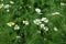 Scentless Mayweed - Tripleurospermum inodorum. Scentless false mayweed blossom  Tripleurospermum inodorum  with ligulate and