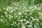 Scentless Mayweed - Tripleurospermum inodorum. Scentless false mayweed blossom  Tripleurospermum inodorum  with ligulate and