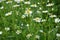 Scentless Mayweed - Tripleurospermum inodorum. Scentless false mayweed blossom  Tripleurospermum inodorum  with ligulate and