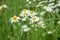 Scentless Mayweed - Tripleurospermum inodorum. Scentless false mayweed blossom  Tripleurospermum inodorum  with ligulate and