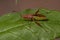 Scentless Plant Bug