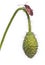 Scentless plant bug, Corizus hyoscyami, on poppy