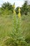 Sceptra mullein Verbascum densiflorum Bertol., General view of a flowering plant