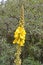 Sceptra mullein Verbascum densiflorum Bertol.. Inflorescence close up