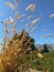 SCHAAN, LIECHTENSTEIN, SEPTEMBER 24, 2021 Wild millet weed over a field