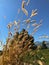 SCHAAN, LIECHTENSTEIN, SEPTEMBER 24, 2021 Wild millet weed over a field