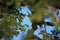 Schalow`s turaco Tauraco schalowi sitting high in the branches of a tree with a blue sky shining through the branches