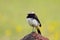 Schalow`s wheatear chat bird, Old World flycatcher standing on rock in Tanzania, East Africa