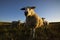 Schapen op de Holmers-Halkenbroek, Sheep on the Holmers-Halkenb