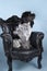 Schapendoes or Dutch Sheepdog sitting in a baroque chair against blue background