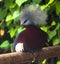 Scheepmaker`s crowned pigeon wildlife bird