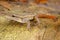 Scheffler\'s dwarf gecko