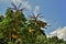 Schefflera actinophylla flower on the coast