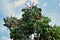 Schefflera actinophylla with flower on sunny day