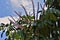 The schefflera actinophylla flower in sunny day