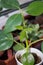 Schefflera actinophylla growing as indoor plant