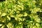 Schefflera arbicola leafs background