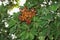 Schefflera arboricola with fruits