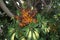 Schefflera arboricola with fruits