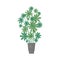 Schefflera arboricola potted plant flat vector illustration. Dwarf umbrella tree in trendy ceramic pot isolated on white