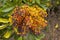 Schefflera arboricola seeds