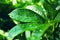 Schefflera arboricola smooth thick green leaves covered with raindrops in the sunlight