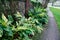 Schefflera arboricola syn. Heptapleurum arboricolum