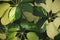 Schefflera arboricola, Variegated Umbrella Plant Foliage Leaves Natural Pattern Background