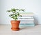 Schefflera green house plant in terracotta pot and stack of books