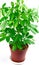 Schefflera houseplant