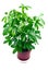 Schefflera houseplant
