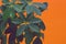 Schefflera Indoor plant close-up leaves with drops of water splashes on an orange background minimalism. Modern houseplants,