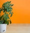 Schefflera Indoor plant close-up leaves with drops of water splashes on an orange background minimalism. Modern houseplants,