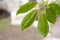 Schefflera leaves with shield. Plant parasitized close up and copy space