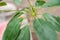 Schefflera leaves with shield. Plant parasitized close up and copy space