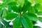 Schefflera leaves on white background