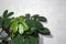 Schefflera with new young leaves. Houseplant background