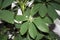 Schefflera with new young leaves. Houseplant background