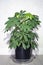 Schefflera with new young leaves. Houseplant background