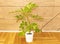 Schefflera plant indoor with healtly leaves. How to grow Schefflera at home