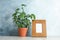 Schefflera plant and photo frame on table near color wall. Home decor