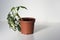 Schefflera plant set as future bonsai grow aside on the white background