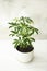 Schefflera plant in a white pot on a table, top view