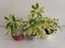 Schefflera plants in a beautiful decorative and colourful ceramic pots with white background closeup