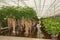 Schefflera plants in a hydroculture nursery