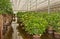 Schefflera plants in a plant nursery